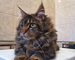Кошки в Перевозе: Кот Мейн-кун, 5 000 руб. - фото 6