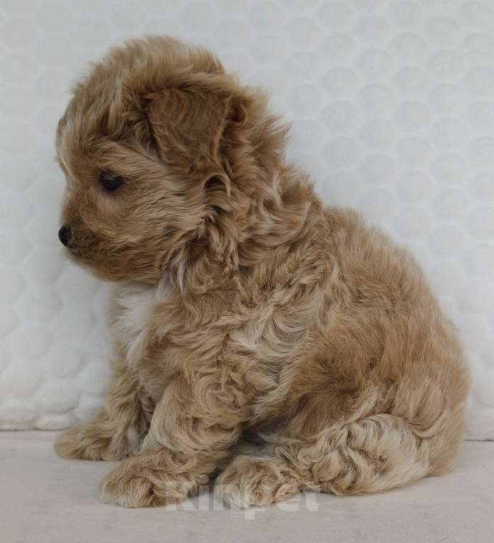 Собаки в Санкт-Петербурге: Щенки мальтипу f1 мини Мальчик, Бесплатно - фото 7