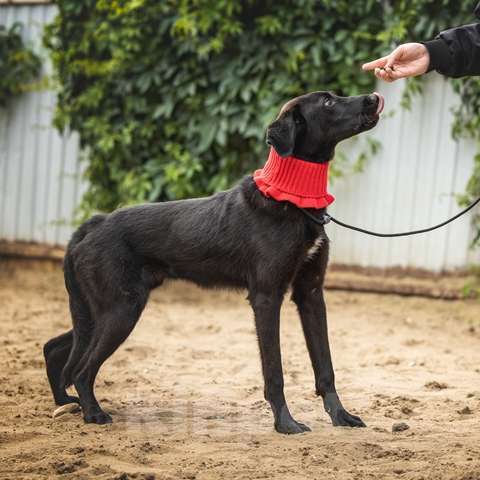 Собаки в Москве: Щенок Боб ищет новых заботливых владельцев хозяев Мальчик, Бесплатно - фото 4