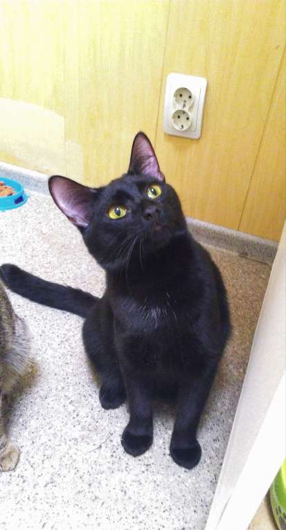 Кошки в Королеве: Котик Лаки ищет дом Мальчик, Бесплатно - фото 3