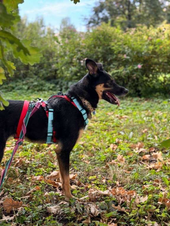 Собаки в Москве: Киви: нежная душа, мечтающая о доме  Девочка, Бесплатно - фото 4