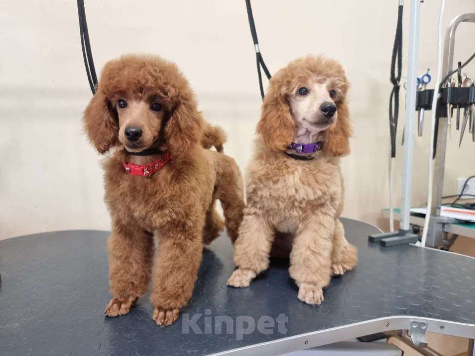 Собаки в Красноярске: Щенки миниатюрного рыжего пуделя Девочка, Бесплатно - фото 6