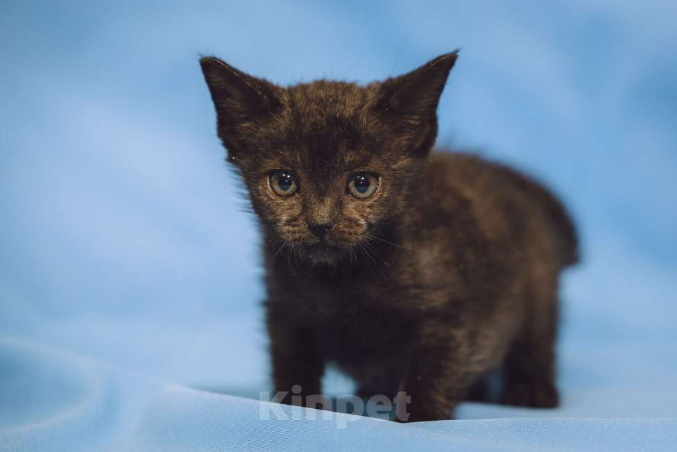 Кошки в Москве: Котенок девочка в добрые руки Девочка, 10 руб. - фото 1