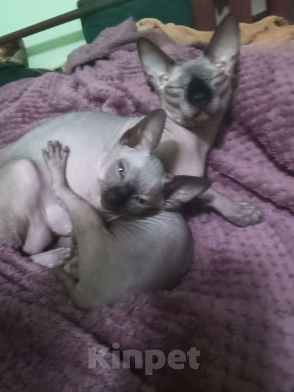 Кошки в Рязани: Котёнок X Сфинкс Девочка, 6 000 руб. - фото 2