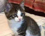 Кошки в Туле: Бездомные котята Мальчик, Бесплатно - фото 1