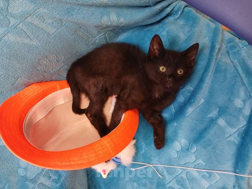 Кошки в Санкт-Петербурге: Черный игривый котёнок ищет дом Девочка, Бесплатно - фото 2