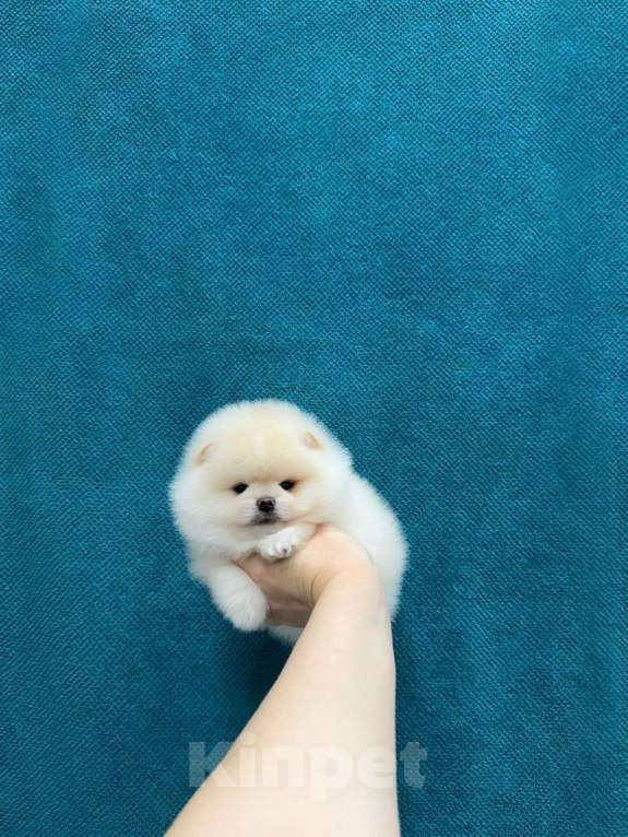 Собаки в Москве: Мальчик померанчик Мальчик, 35 000 руб. - фото 1