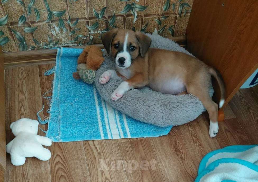 Собаки в Санкт-Петербурге: Маленький красавчик ищет дом Мальчик, Бесплатно - фото 7