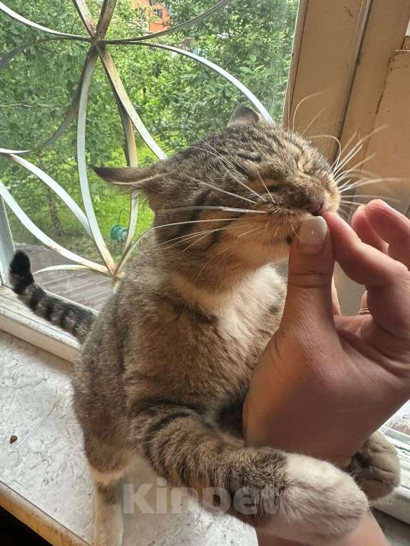 Кошки в других городах Московской области: Кот Василий ищет дом и семью  Мальчик, Бесплатно - фото 4