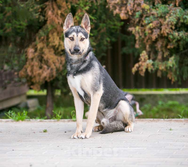 Собаки в Москве: Овчарка Джеф в добрые руки Мальчик, 1 руб. - фото 2