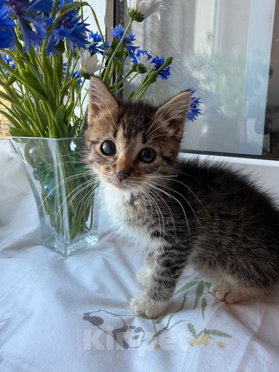 Кошки в Санкт-Петербурге: Котенок Ромашка Разнополые, Бесплатно - фото 2