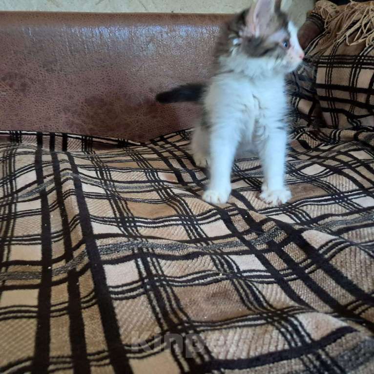 Кошки в Красногорске: Котенок Матвей 2,5 месяца очень нуждается в родителях  Мальчик, Бесплатно - фото 2