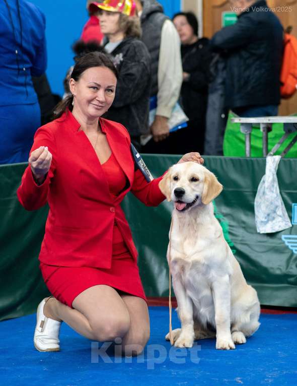 Собаки в Нижнем Новгороде: Золотистый ретривер Куба, подрощеный щенок Девочка, 80 000 руб. - фото 3