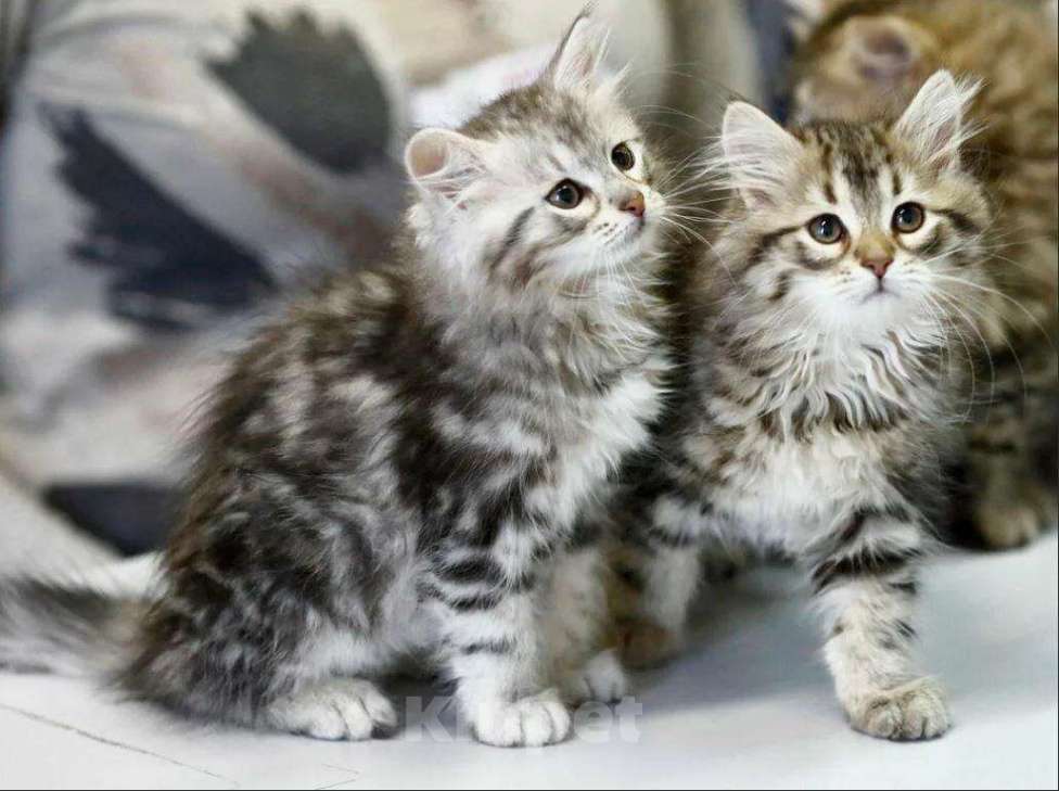 Кошки в Ливны: Роскошные сибирские котята, 7 000 руб. - фото 1