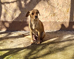 Собаки в Севастополе: Срочно ищем хозяина Собаки Девочка, 1 руб. - фото 5