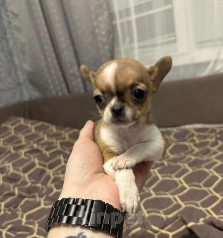Собаки в Владивостоке: Чихуахуа  Девочка, 35 руб. - фото 1