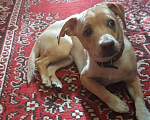 Собаки в Калуге: Маленькая собачка в добрые руки  Мальчик, Бесплатно - фото 2