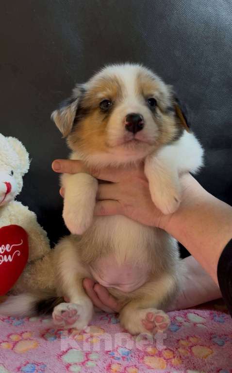 Собаки в других городах Московской области: Бордер колли мраморные малыши Девочка, 90 000 руб. - фото 3