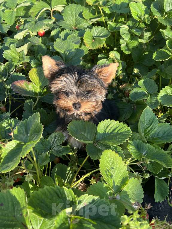 Собаки в Санкт-Петербурге: Йорк Мальчик стандарт  Мальчик, 40 000 руб. - фото 10