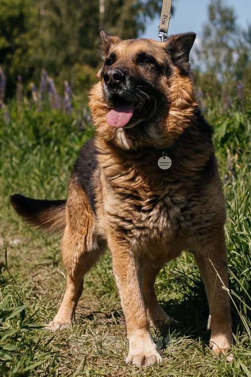 Собаки в Химках: Овчарка Мальчик, Бесплатно - фото 3