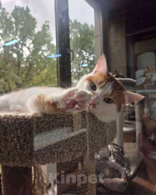 Кошки в Москве: Лионелла ищет дом Девочка, Бесплатно - фото 2