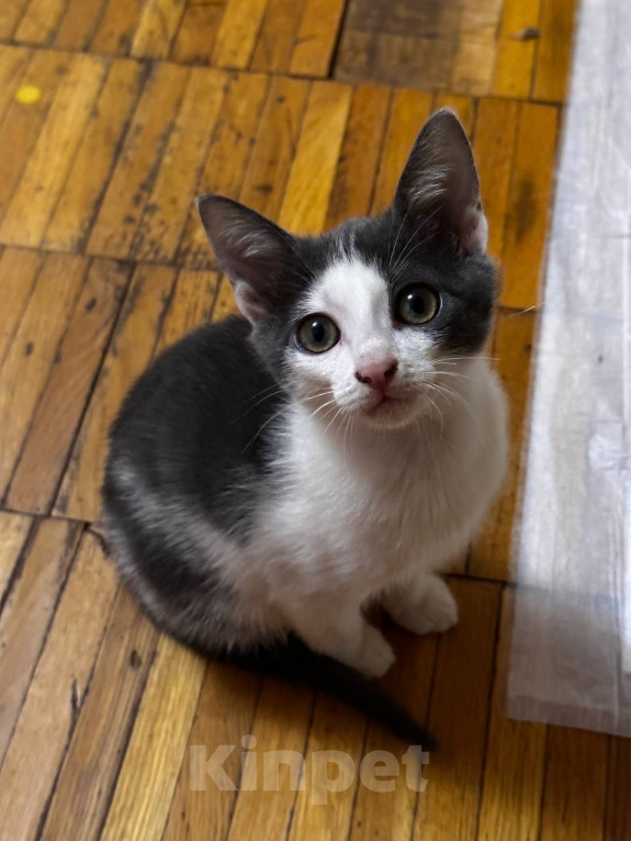 Кошки в Москве: Малыши в добрые руки  Девочка, 1 руб. - фото 2