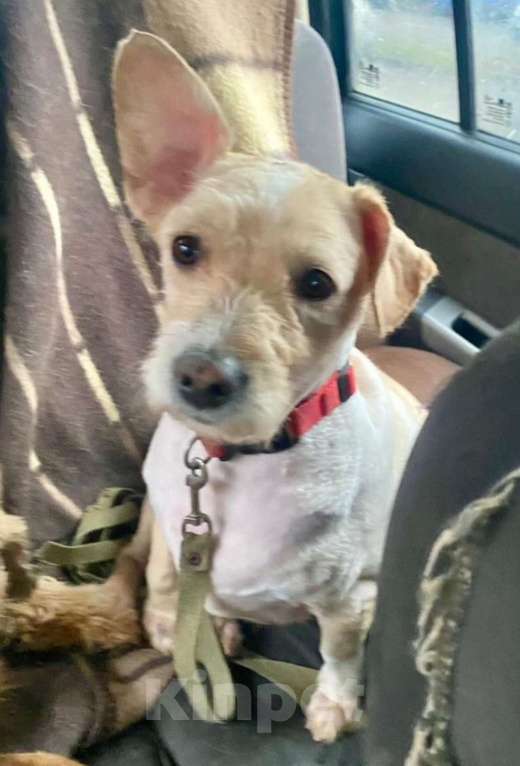 Собаки в Ростове-на-Дону: Филя тебя очень ждет! Мальчик, Бесплатно - фото 1