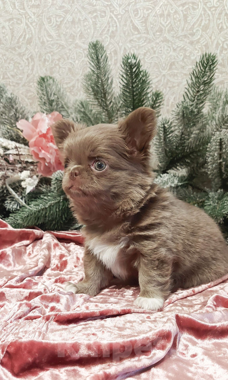 Собаки в Новосибирске: Девочка Чихуахуа  Девочка, Бесплатно - фото 2