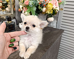 Собаки в Краснодаре: Чихуахуа длинношерстный Мальчик, 25 000 руб. - фото 1