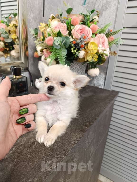 Собаки в Краснодаре: Чихуахуа длинношерстный Мальчик, 25 000 руб. - фото 1