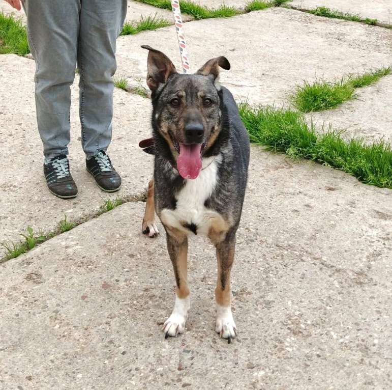 Собаки в Москве: ШАНС для ласкушечки Мэри на дом и любимую семью  Девочка, Бесплатно - фото 8