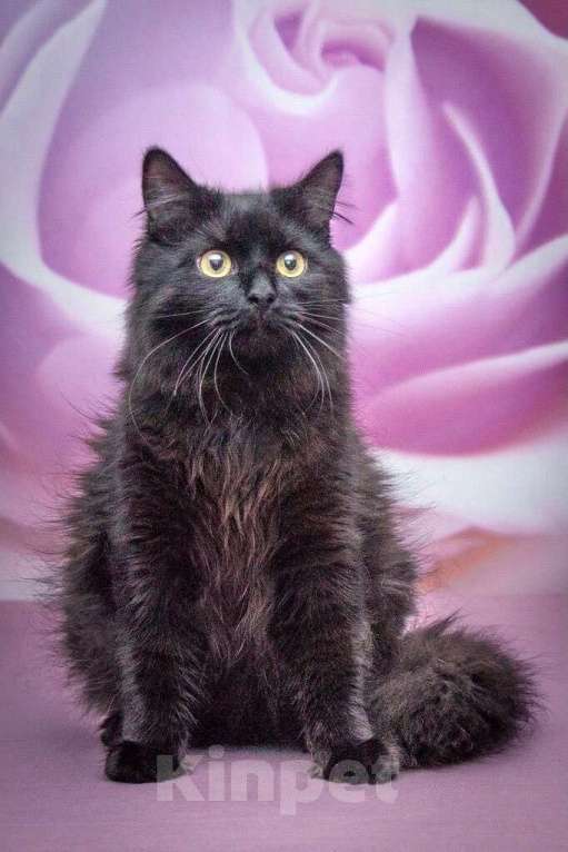 Кошки в Москве: Роскошная пушистая кошка Ночка в добрые руки Девочка, Бесплатно - фото 8