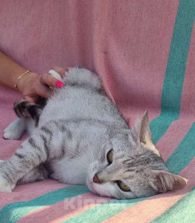 Кошки в Москве: Британская серебристая шиншилла Белка в добрые руки Девочка, 1 руб. - фото 4