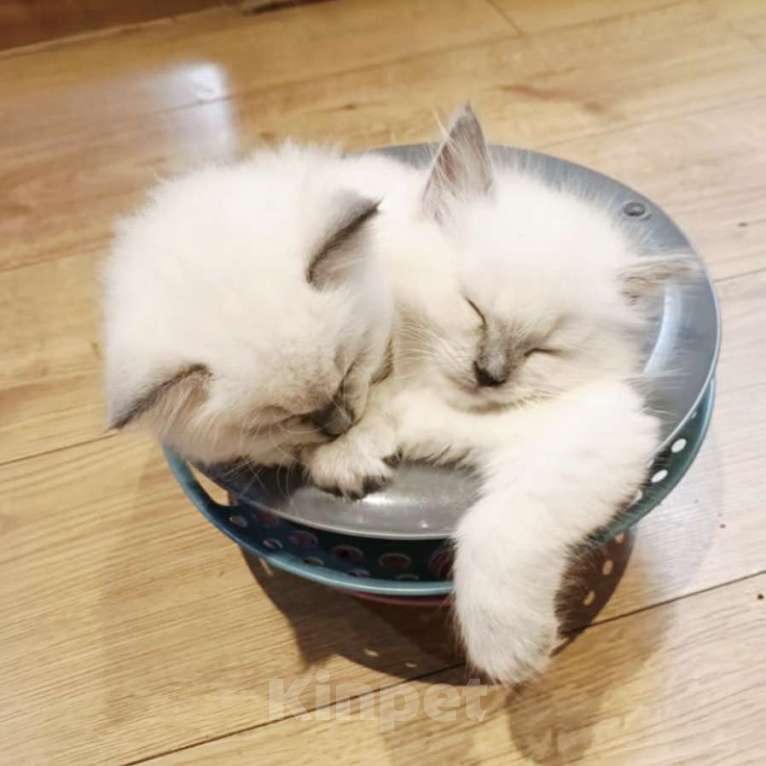 Кошки в Москве: Рэгдолл малышки милашки Девочка, 70 000 руб. - фото 2