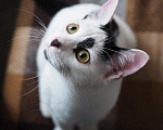 Кошки в Москве: Котенок Ленном ищет дом Мальчик, Бесплатно - фото 4