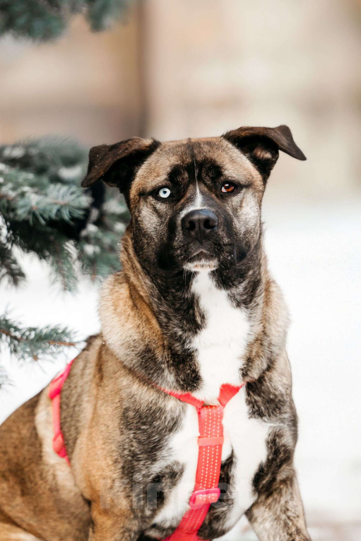Собаки в Москве: Необычная девочка! Девочка, Бесплатно - фото 2