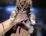 Кошки в Санкт-Петербурге: Котенок Мейн кун из питомника  Девочка, 60 000 руб. - фото 2