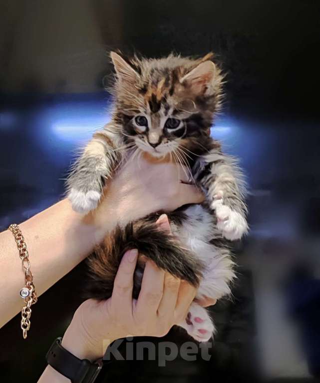Кошки в Санкт-Петербурге: Котенок Мейн кун из питомника  Девочка, 60 000 руб. - фото 2