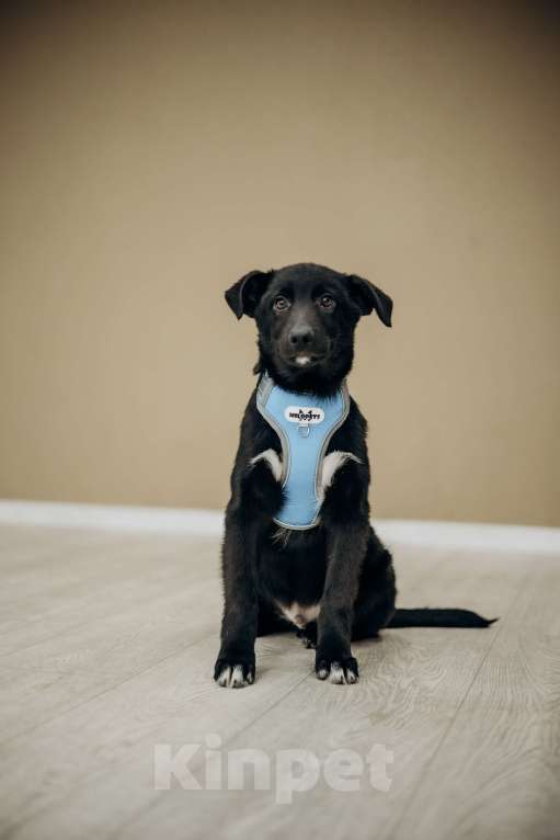 Собаки в Москве: Черный щенок в добрые руки бесплатно Мальчик, Бесплатно - фото 3