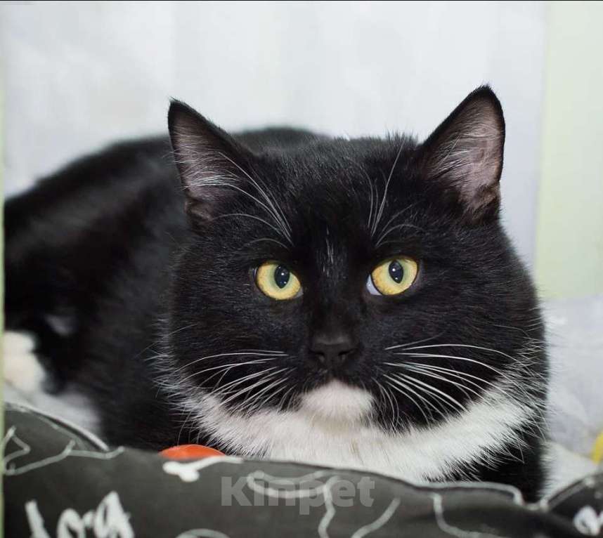 Кошки в Москве: Мишаня Мальчик, Бесплатно - фото 1