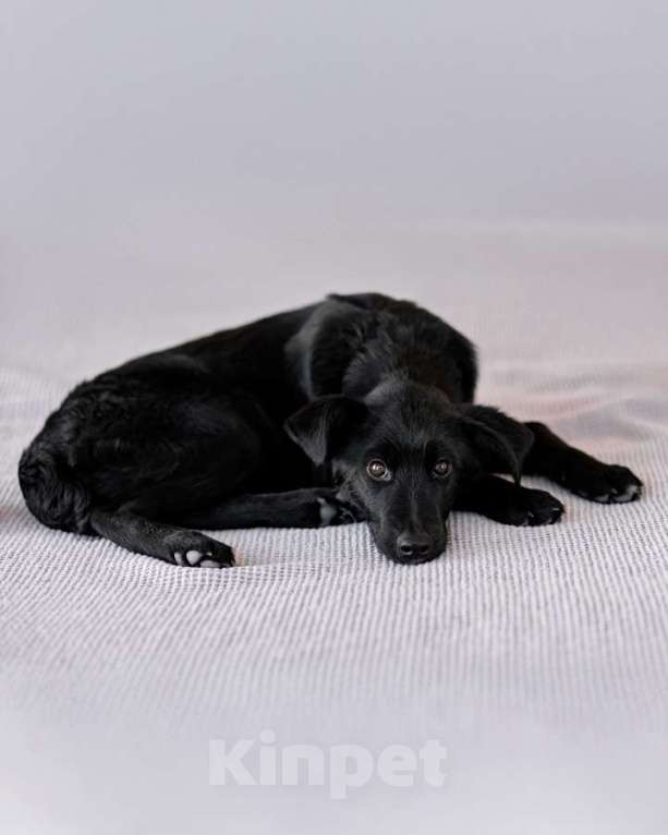 Собаки в Москве: Маленькая Молли ищет свой дом! Девочка, Бесплатно - фото 7