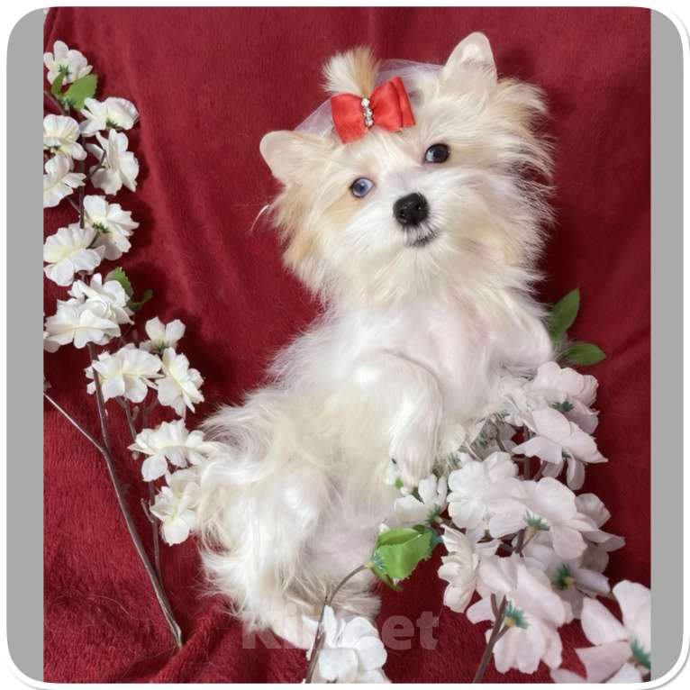 Собаки в Москве: Йорк с голубыми глазами девочка подрощенная Девочка, 130 000 руб. - фото 6