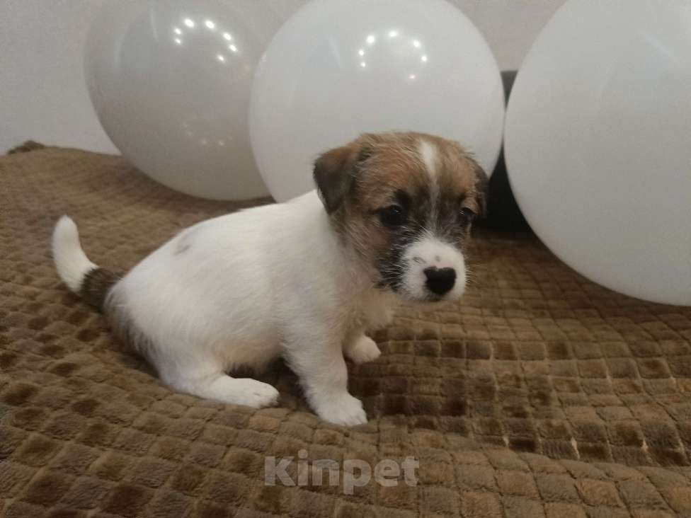 Собаки в Москве: Джек Рассел терьер Девочка, 25 000 руб. - фото 7