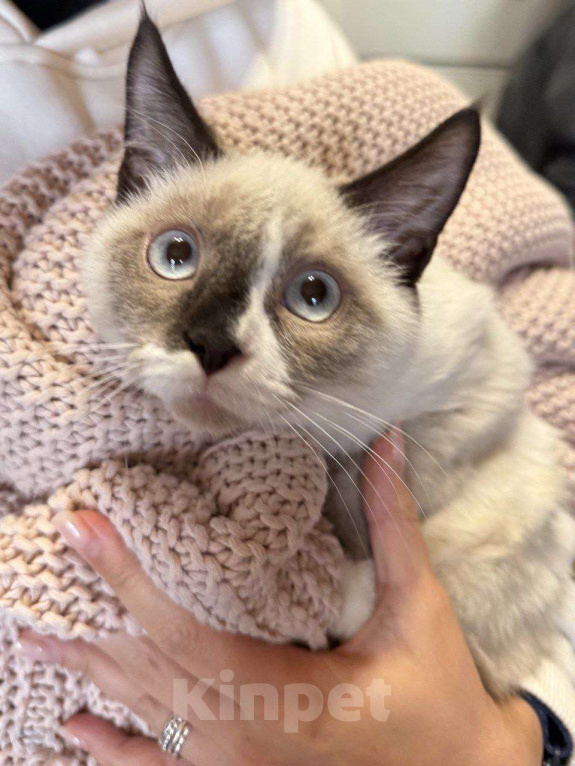 Кошки в Москве: Котята Эверест и Эльбрус готовы покорить ваши сердца Мальчик, Бесплатно - фото 1