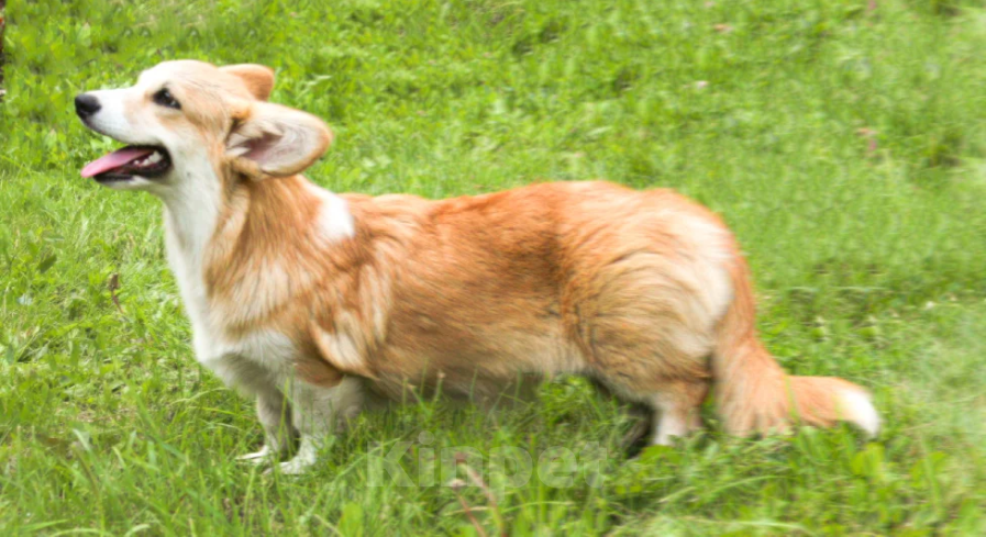 Собаки в Чапаевске: Корги Этери Эсми Девочка, 50 000 руб. - фото 2