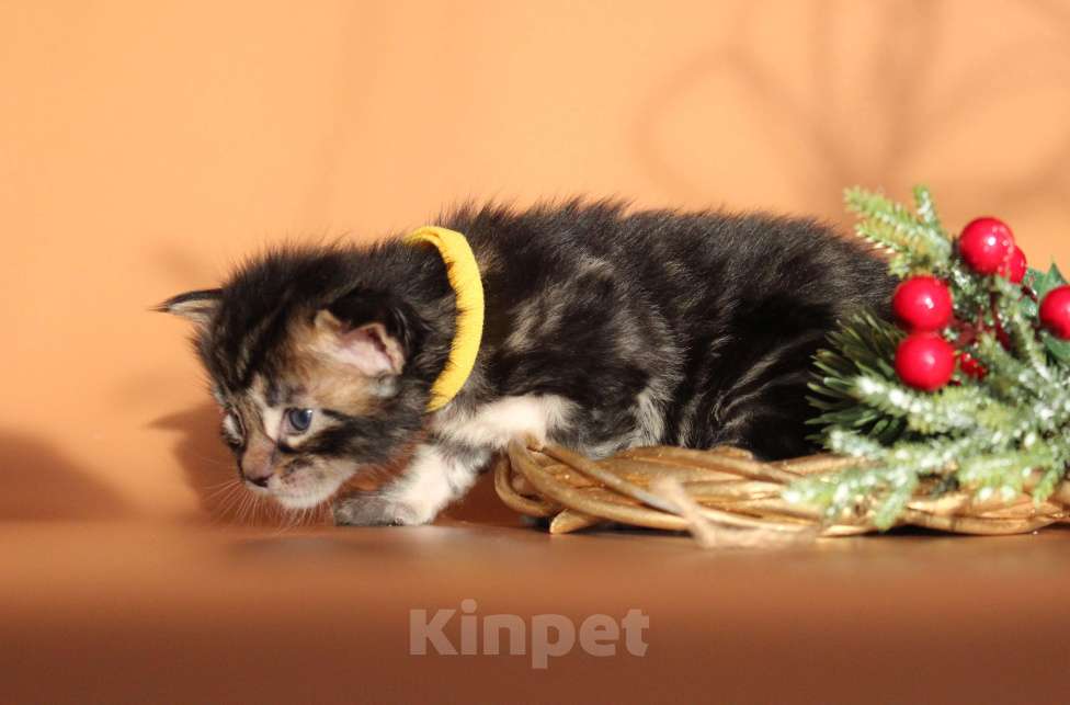 Кошки в Екатеринбурге: Котёнок мейн-кун Цефей Мальчик, 70 000 руб. - фото 8