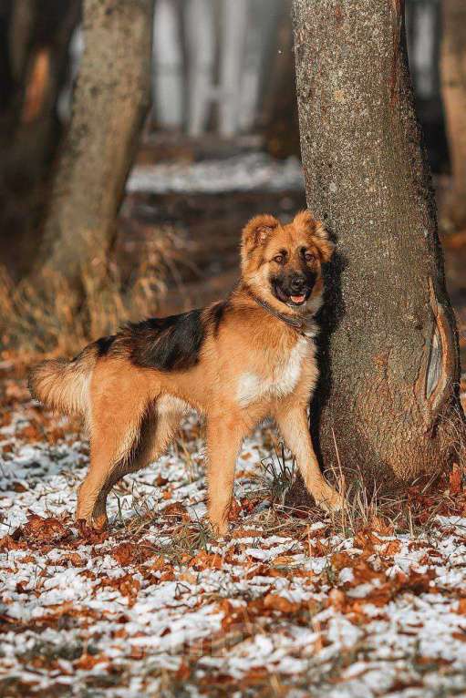 Собаки в Москве: Малыш ищет семью! Мальчик, Бесплатно - фото 4