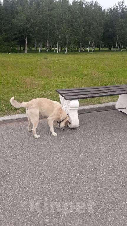Собаки в Санкт-Петербурге: Найдена собака Мальчик, Бесплатно - фото 3
