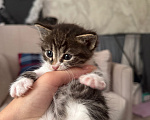 Кошки в Москве: Котята в добрые руки Девочка, Бесплатно - фото 2