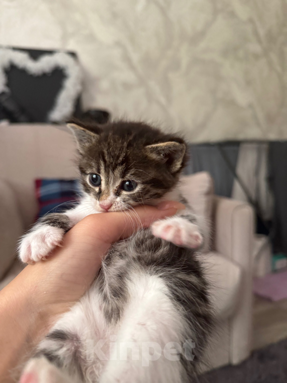 Кошки в Москве: Котята в добрые руки Девочка, Бесплатно - фото 2